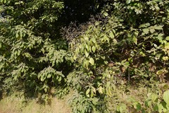 Rhinacanthus nasutus